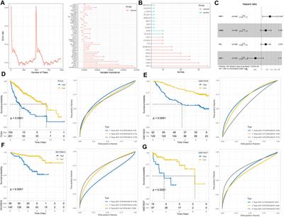 The core role of macrophages in hepatocellular carcinoma: the definition of molecular subtypes and the prognostic risk system